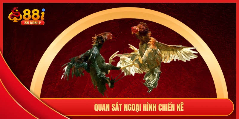Quan sát ngoại hình chiến kê